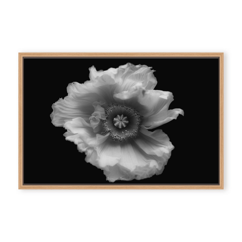 Nature Inspired Poppy in Mono by  - Picture Frame Photograph on Paper, 24" H x 36" W x 1.125" D, Framed Matted Print, White