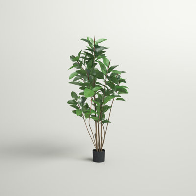 Arbre en pot de caoutchouc