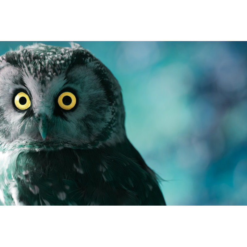 Boreal Owl At Night by Mycteria - Wrapped Canvas Print, 30cm H x 46cm W