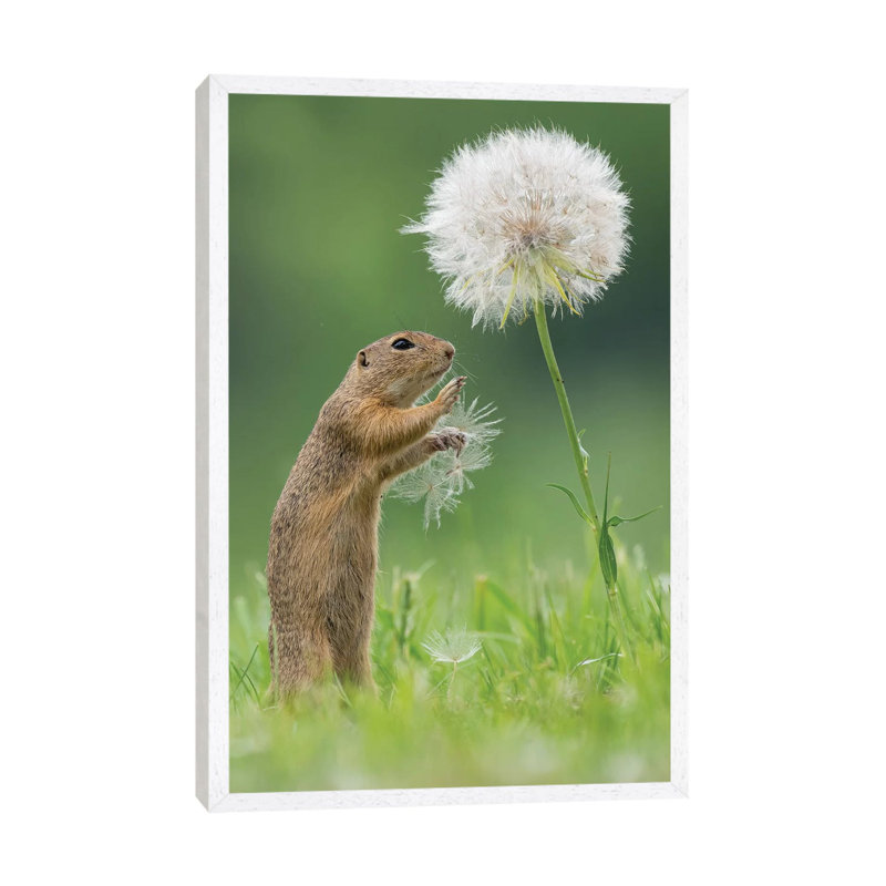 Ziesel With A Very Big Dandelion I by Dick Van Duijn - Print on Canvas, White Framed, 101.6cm H x 66.04cm W x 3.81cm D