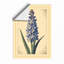 Hyacinth Study Botanical - Framed Print-1204917099-1204917089
