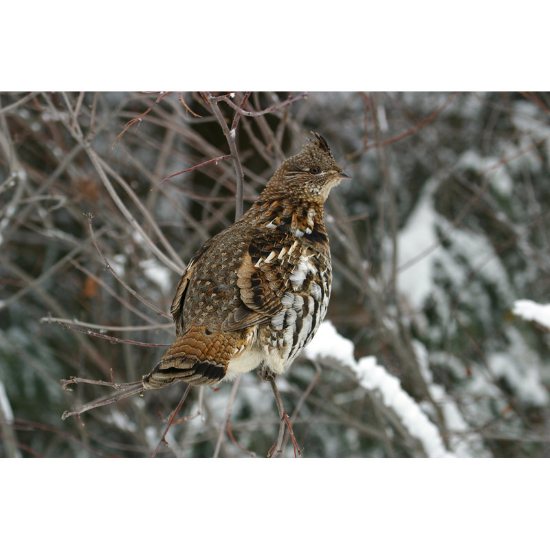 Ruffed Grouse by DesertDigitalImages - Wrapped Canvas Print, 20cm H x 30cm W