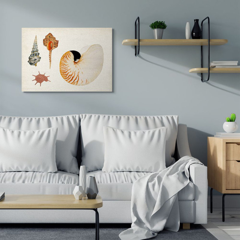 «Nautilus vintage and Aquatic Spiral Shell Study» par Vision Studio, reproduction d'art graphique sur toile, Toile tendue