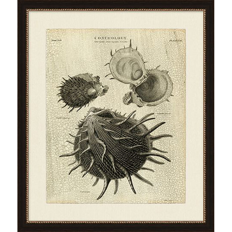 Conchology I Print