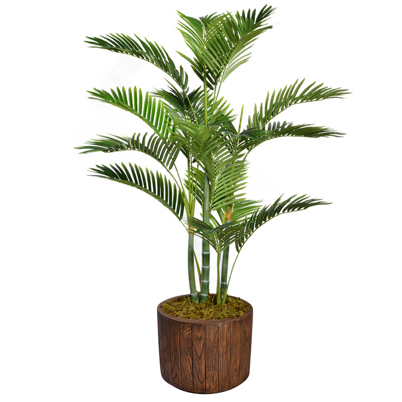 Palmier de Panama en pot, H 53 po x l 38 po x P 30 po