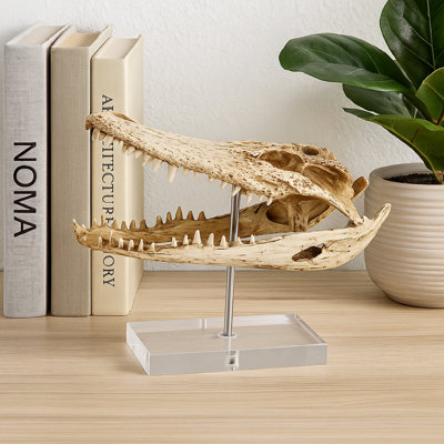 Tête de crocodile décorative, blanc os, résine brune, acrylique 13 po