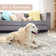 Machine Washable Area Rugs For Living Room Non-Slip Backing Foldable Boho Floral Carpet Rugs