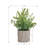 Eucalyptus In Pot(set Of 2)