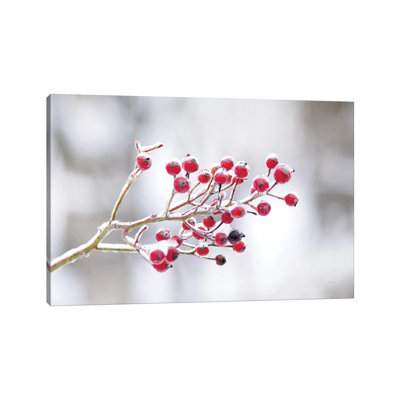 Winter Berries I by Felicity Bradley - Print on Canvas