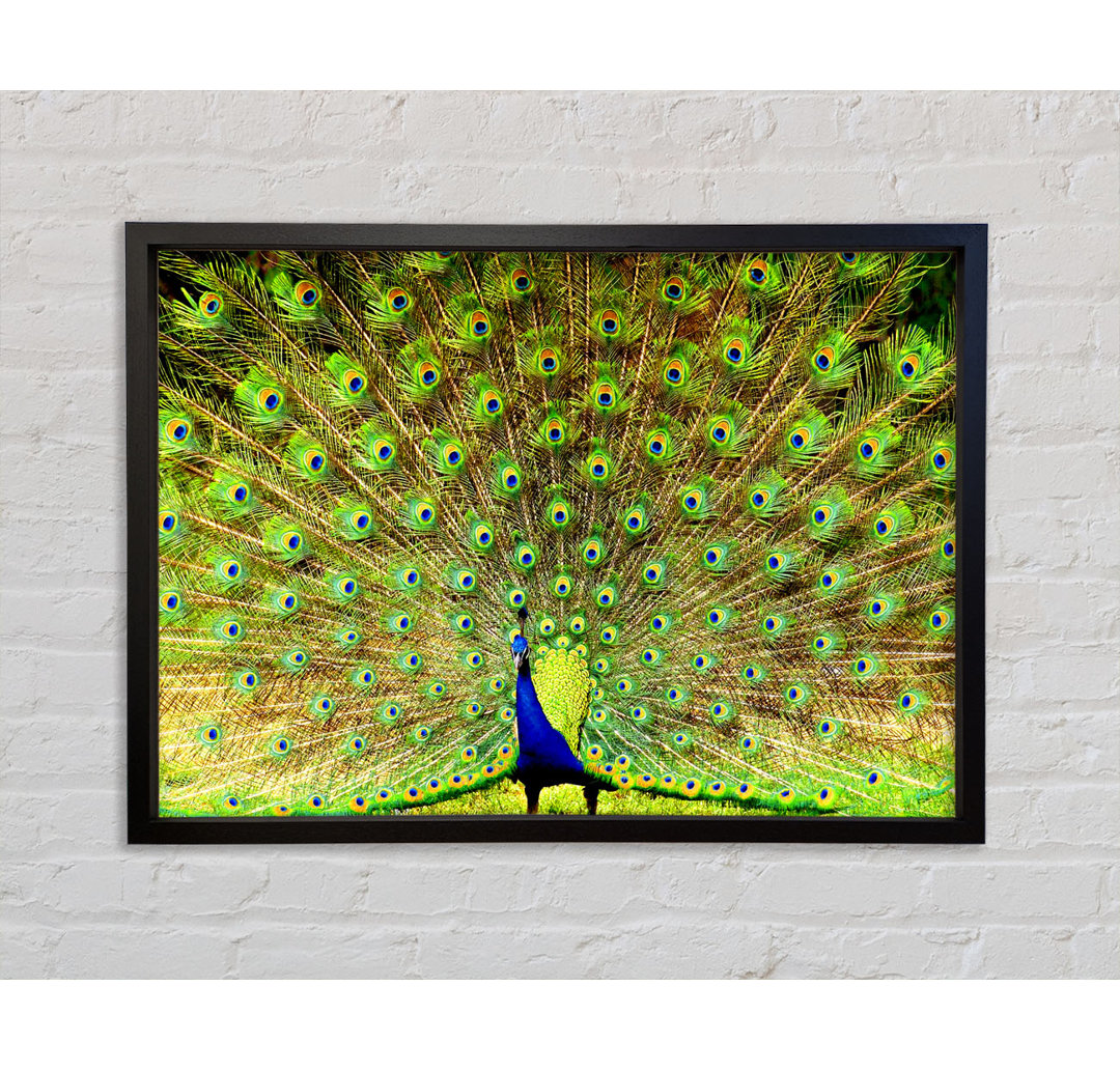 Peacock Paradise - Einzelner Bilderrahmen Kunstdrucke auf Leinwand