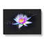 Violet Water Lily - Wrapped Canvas-56641513