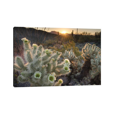 USA, Arizona. Teddy Bear Cholla Cactus Glowing In The Rays Of The Setting Sun, Organ Pipe Cactus National Monument. by Alan Majchrowicz - Wrapped Canvas Gallery-Wrapped Canvas Giclée