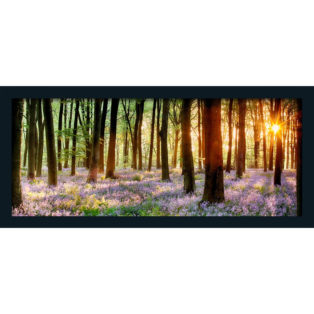 Gerahmtes Poster Forest