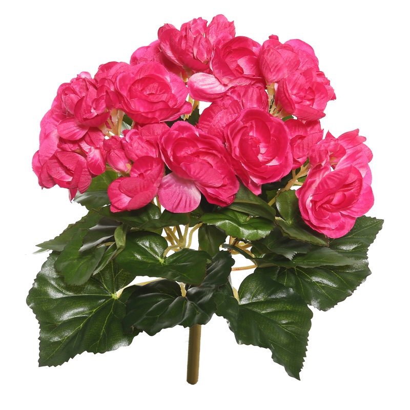 Bégonia artificiel, Rose vif