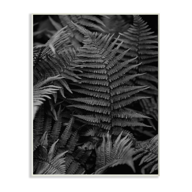 Fougères dans la forêt en noir et blanc - reproduction de photo, H 19 po x l 13 po x P 0,5 po, Plaque murale