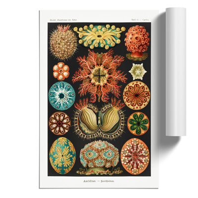 Ascidian Sea Squirts by Ernst Haeckel - Frameless Print