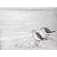Two sandpipiers birds - 36"x48" Framed canvas
