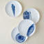 Shells Small Plates
