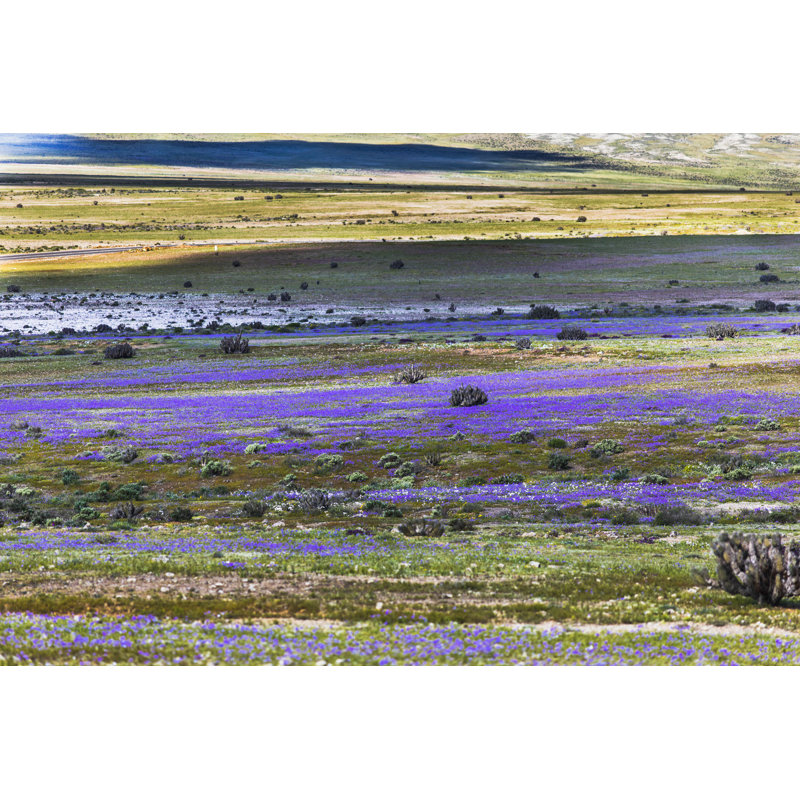 «Flowers Fields in Atacama Desert» par Abriendomundo - Photographie sur toile tendue, H 8 po x l 12 po