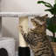85 cm H Cat Tree / Condo
