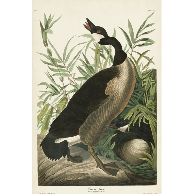 " Pl 201 Canada Goose " by James Audubon Painting Print, 18" H x 12" W
