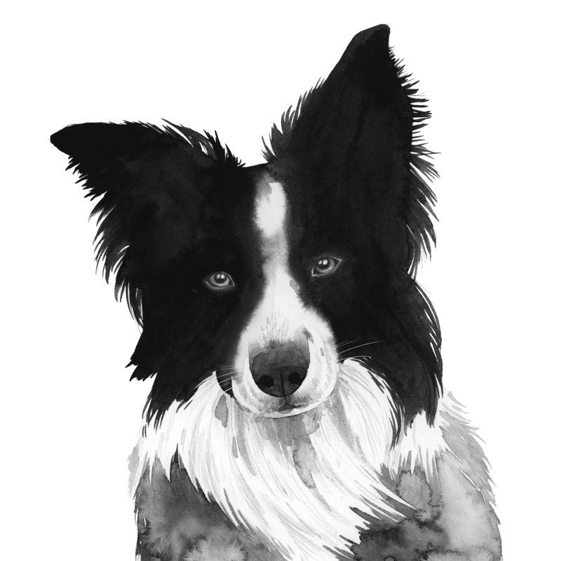 Border Collie I by Grace Popp - Wrapped Canvas Painting, 91cm H x 91cm W x 3.8cm D