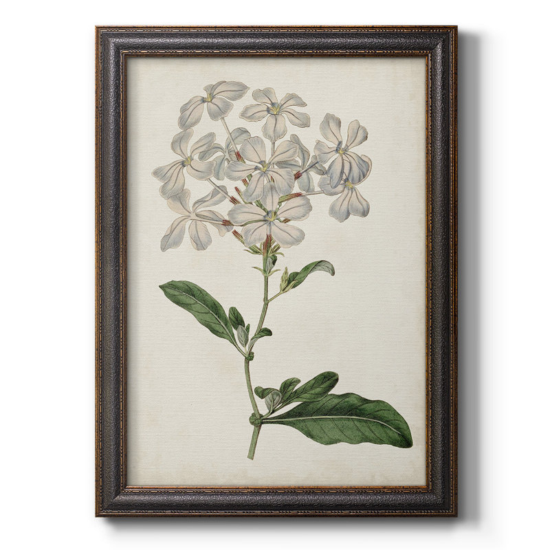 Toile encadrée de qualité supérieure Antique Botanical Collection, H 20 po x l 16 po x P 1 po