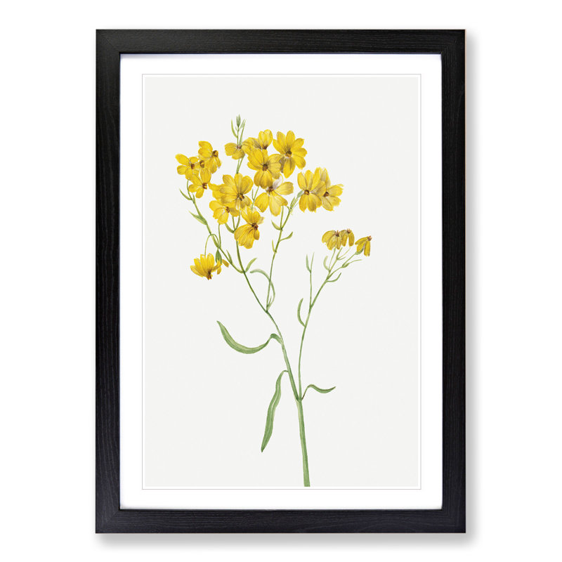 Psilostrophe Sparsiflora by Mary Vaux Walcott - Framed Print, 48cm H x 36cm W x 2cm D, Black Framed