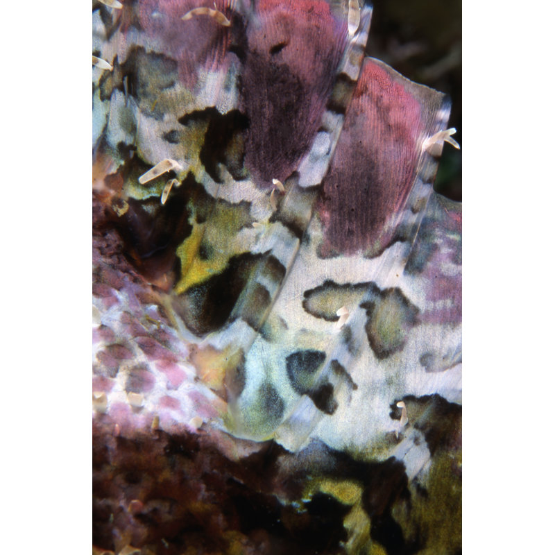 Pink Marvel Indonesia by Beverly Factor - Print on Canvas, Wrapped Canvas, 76 cm H x 51 cm W