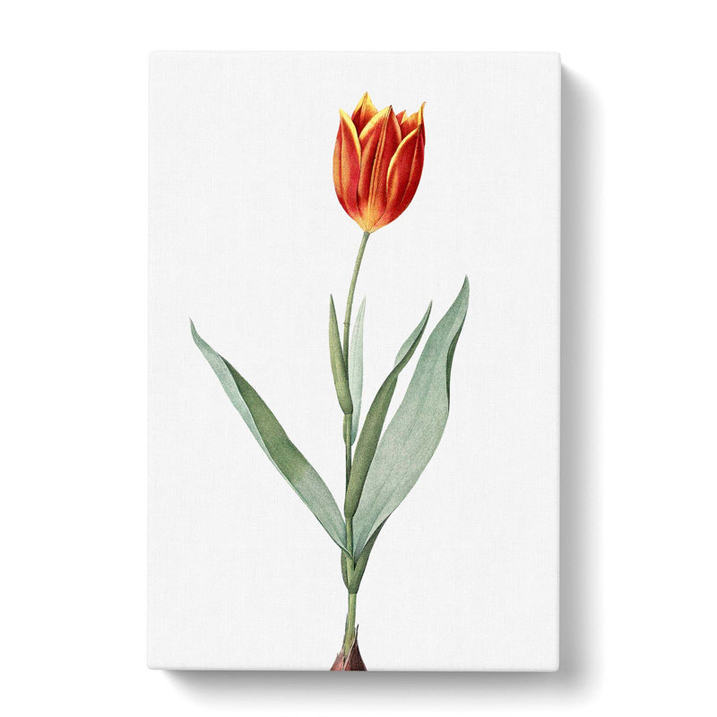 Tulip Flower by Pierre-Joseph Redoute - Wrapped Canvas Painting, 60cm H x 40cm W x 3cm D