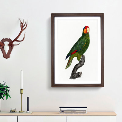 Red-Lored Amazon Parrot by F. Levaillant - Picture Frame Painting Print