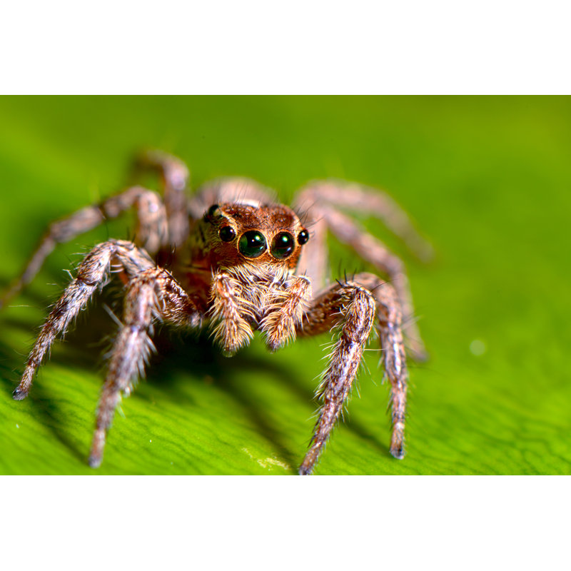 Emilyrose " Jumping Spider " by Damsmith, 24" H x 36" W