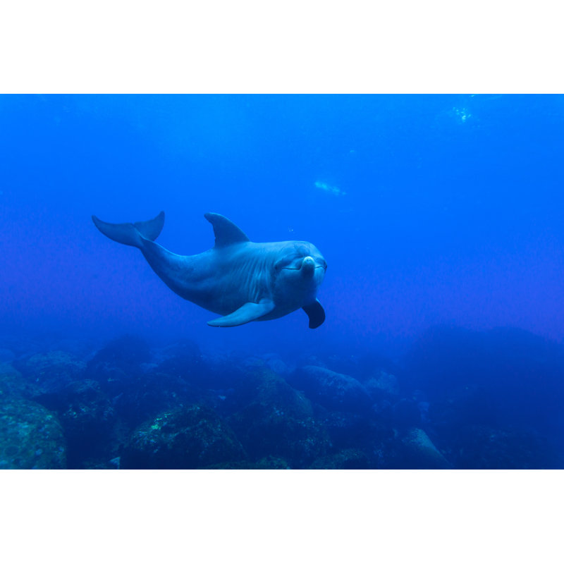 Dolphin In The Ocean by TAK-3 - Wrapped Canvas Print, 61cm H x 91cm W