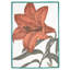 Lily Tea Towels