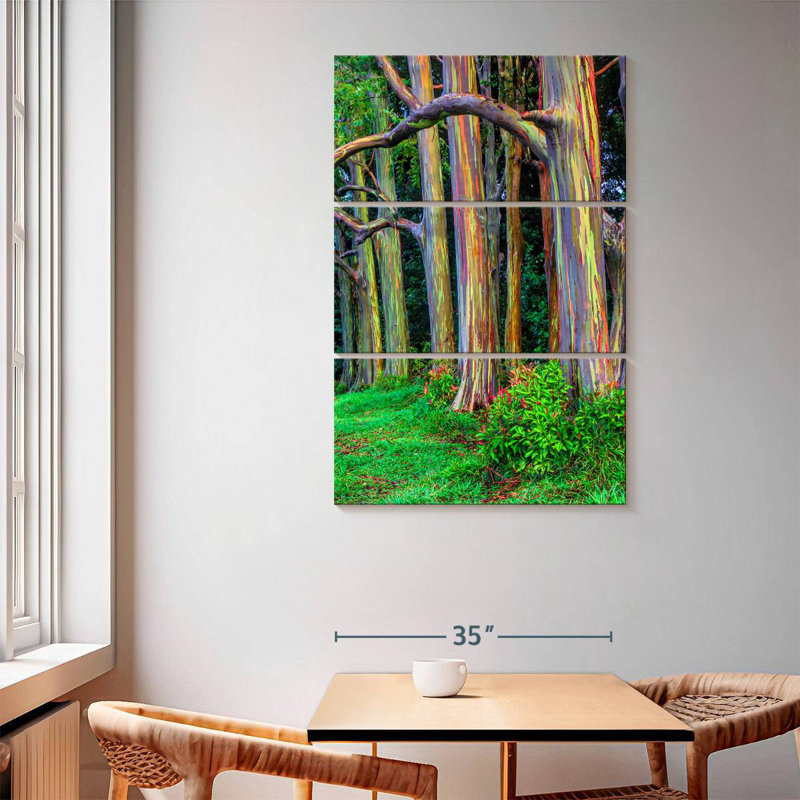 Maui Rainbow Eucalyptus Trees, 65" H x 42" W