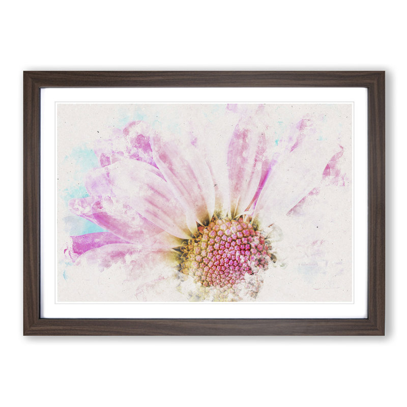 Pink Daisy Flower - Picture Frame Graphic Art Print, 24cm H x 33cm W x 2cm D, Walnut Framed
