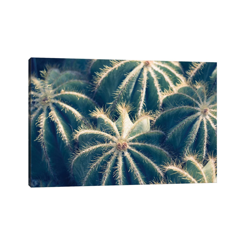 Cactus Garden II by Ann Hudec - Wrapped Canvas Print, 20.32 cm H x 30.48 cm W