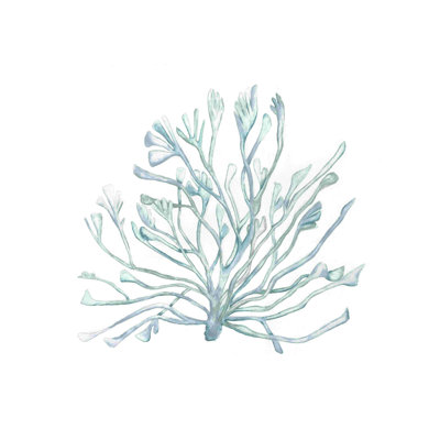 Corail gris botanique