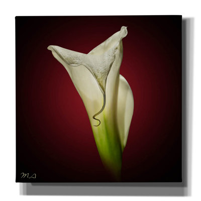 Fleur par Mark Ashkenazi