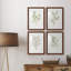 Simple Sprig I - ensemble de 4 reproductions de cadres photo-2075732644-2075732646