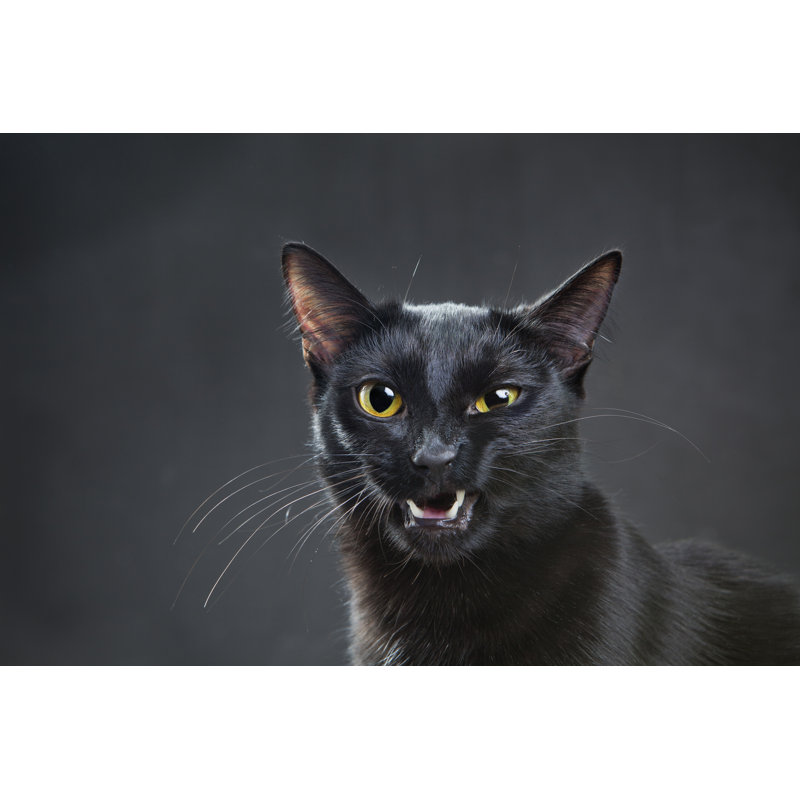 Portrait Of A Cat - Wrapped Canvas Print, 30cm H x 46cm W x 3.8cm D