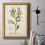 " Antique Herb Botanical IV "-2147478972