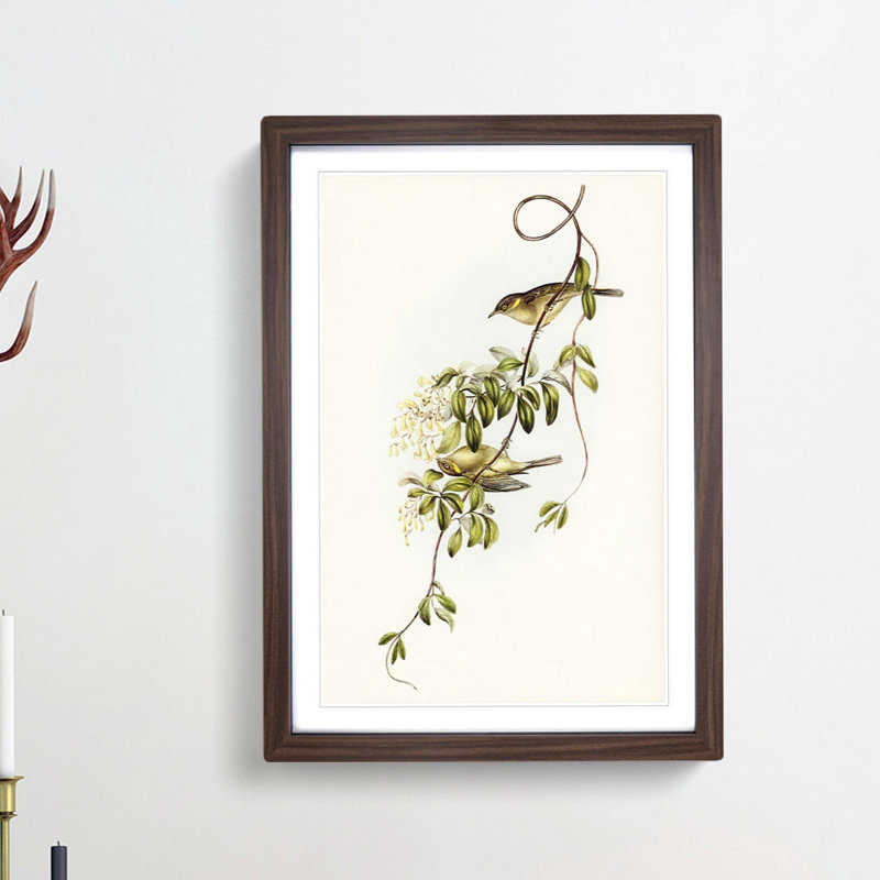 Fuscous Honeyeater Birds by Elizabeth Gould - Framed Print, 36cm H x 27cm W x 2cm D, Walnut Framed