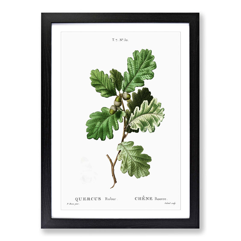 Oak Tree by Pierre-Joseph Redoute - Picture Frame Painting Print on MDF, 65cm H x 48cm W x 2cm D, Black Framed