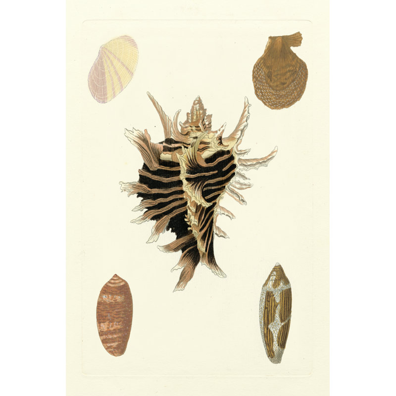 Knorr Shells II by Knorr - Wrapped Canvas Art Prints, 122cm H x 81cm W