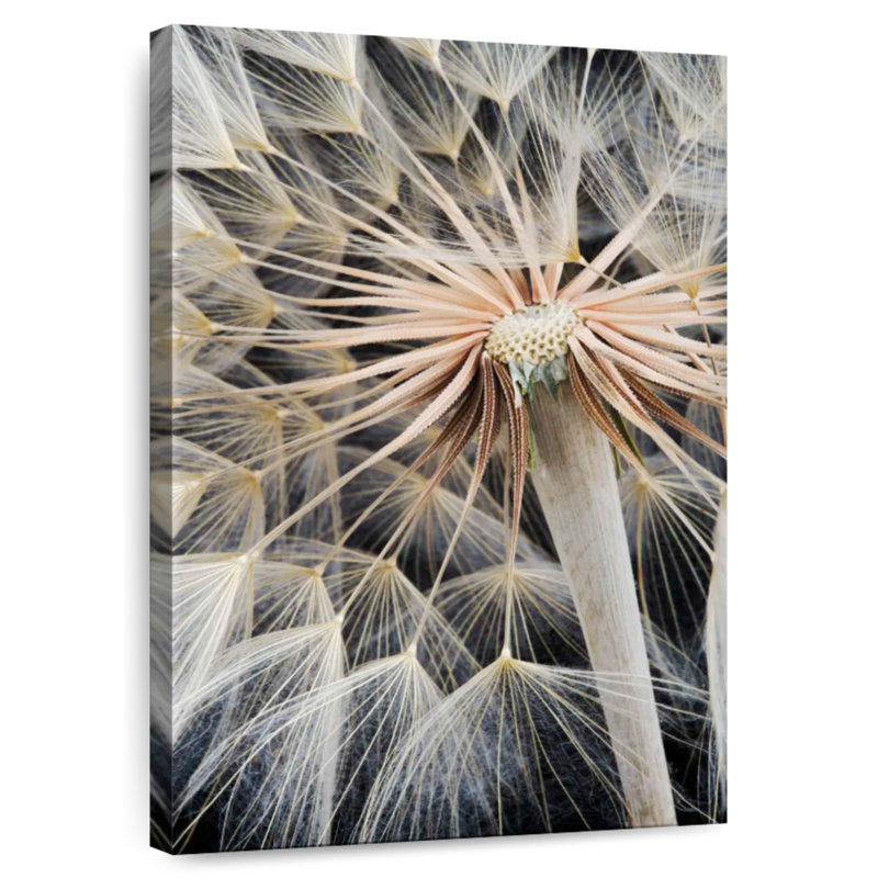 Harnek Dandelion Seed Head, 48" H x 32" W