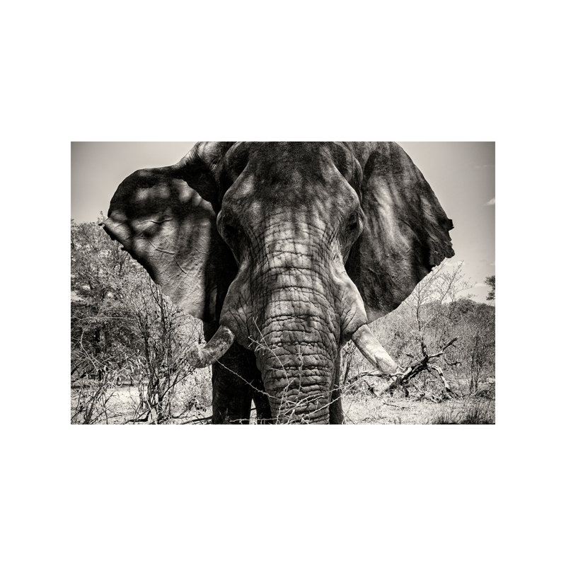 Elephant Portrait by Philippe Hugonnard - Wrapped Canvas Print, 66.04 cm H x 45.72 cm W x 1.91 cm D