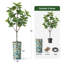 Arbre artificiel avec pot à fleurs en forme de faux drapeau Magnolia (pot en pot et arbre)-104347615