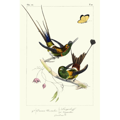 Lemaire Hummingbirds IV by C.L. Lemaire - Wrapped Canvas Art Prints