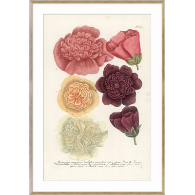 Botanicals Giclee Print by Soicher Marin Archives